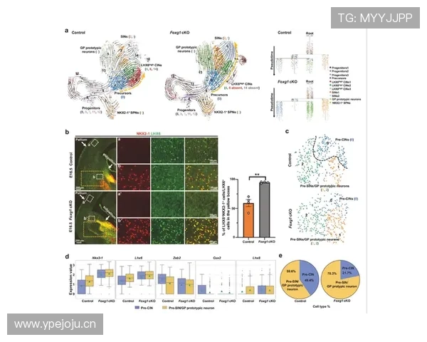 恩昆库与菲利克斯:同代攻击手生涯轨迹分化解析 恩昆库与菲利克斯:同代攻击手生涯轨迹分化解析